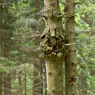 Geschwulst am Stamm eines Baumes