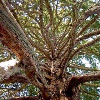 Äste am Stamm eines Baumes