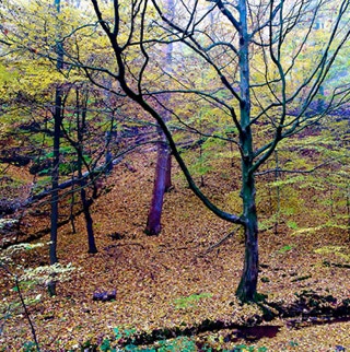 Markanter Baum im Wald