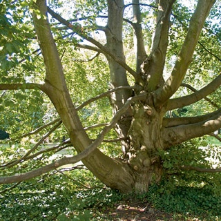 Baum mit Rüsselästen