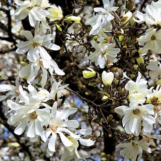 Blüten eines Baumes