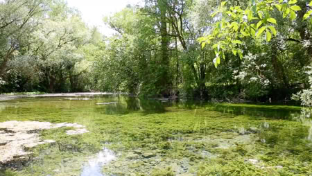 Quellteich mit Bäumen am Ufer