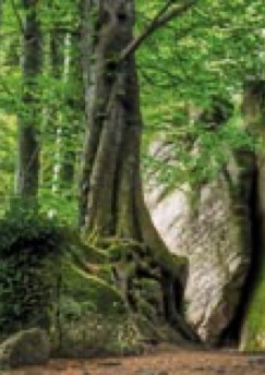 Bild eines Baumes am Felsen im Wald