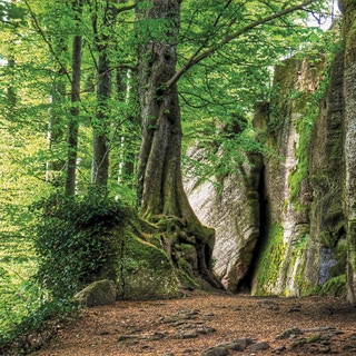 Baum mit Drehwuchs an Felsen