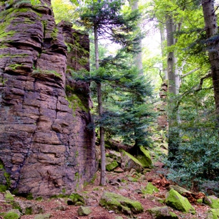 Felsen im Wald