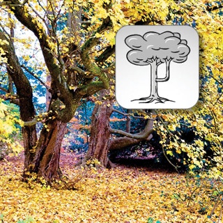 Rüsseläste mit Schemazeichnung