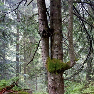 Rüsselast am Stamm eines Baumes